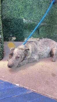 61173400 -  Australian Cattle Dog Blue Heeler and Mixed Breed Dog for Adoption in El Paso, Texas - 61173400 | PetCurious
