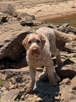 Ryder -  Labradoodle Dog for Adoption in Greenville, South Carolina - Ryder | PetCurious