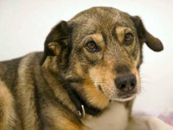 Bella -  Shepherd Dog for Adoption in Republic, Washington - Bella | PetCurious
