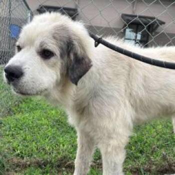 Herrington -  Great Pyrenees Dog for Adoption in Calverton, New York - Herrington | PetCurious