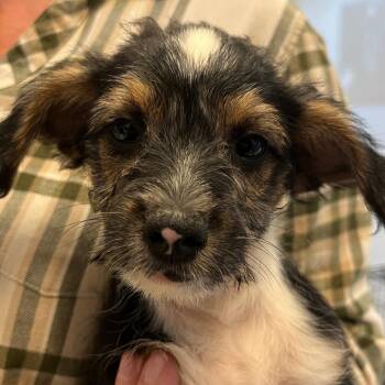 Orchard Pup: Roxbury Russet -  Yorkshire Terrier and Mixed Breed Dog for Adoption in Falls Church, Virginia - Orchard Pup: Roxbury Russet | PetCurious