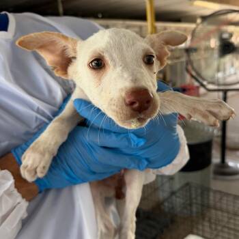 Ponyta -  Pit Bull Terrier Dog for Adoption in Edinburg, Texas - Ponyta | PetCurious