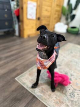 Pit Bull Terrier and Black Labrador Retriever Dogs Available for Adoption - Petunia Flower | PetCurious