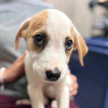 Elf -  Mixed Breed Dog for Adoption in Ardmore, Oklahoma - Elf | PetCurious
