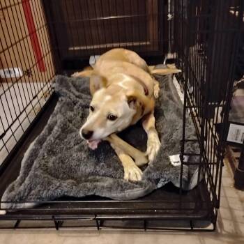 Mixed Breed Dogs Available for Adoption - BLIND FAITH | PetCurious