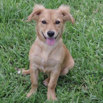 Puppy Nani -  Dachshund and Mixed Breed Dog Available for Adoption in Miami, Florida - Puppy Nani | PetCurious