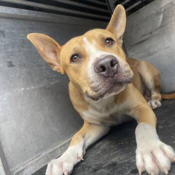 Scooby Dooby Doo -  Pit Bull Terrier and Mixed Breed Dog Available for Adoption in Edinburg, Texas - Scooby Dooby Doo | PetCurious