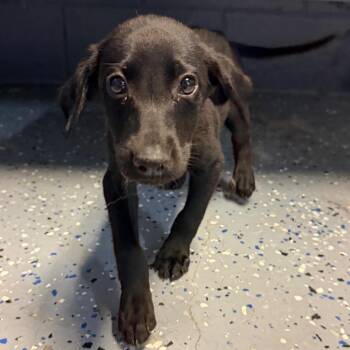 Sashimi -  Hound and Labrador Retriever Dog for Adoption in Tuscaloosa, Alabama - Sashimi | PetCurious