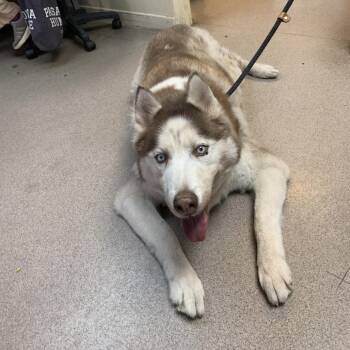 Red -  Husky Dog for Adoption in Pasadena, California - Red | PetCurious