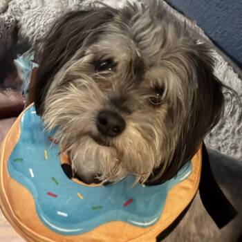 Poodle and Mixed Breed Dogs Available for Adoption in Las Vegas, Nevada - Garrison | PetCurious
