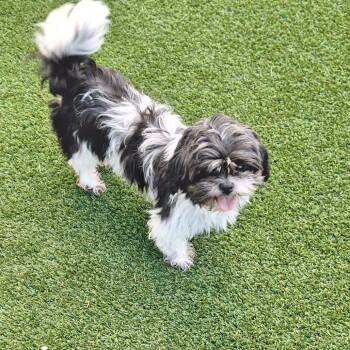 Betty Boop 4677 -  Shih Tzu and None Dog for Adoption in Loxahatchee Groves, Florida - Betty Boop 4677 | PetCurious
