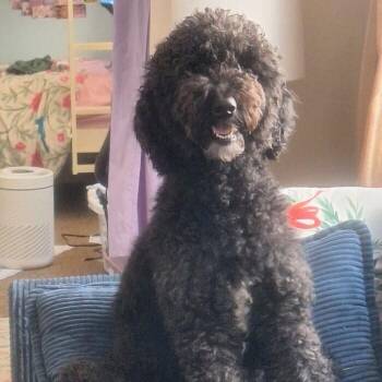 Rosie -  Goldendoodle Dog for Adoption in Louisville, Kentucky - Rosie | PetCurious