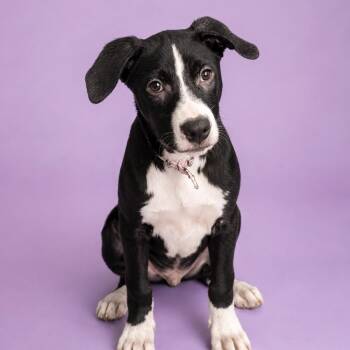 Dagger -  Pit Bull Terrier Dog for Adoption in Martinez, California - Dagger | PetCurious