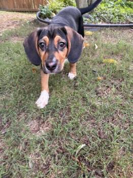 Tulipe -  Beagle Dog for Adoption in Milton, Georgia - Tulipe | PetCurious