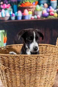 Mixed Breed Dogs Available for Adoption - Zuko | PetCurious