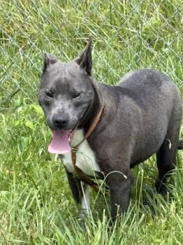 Rescue American Bulldog Dogs for Adoption in Crossville, Tennessee - LOUIE (Neutered!) | PetCurious