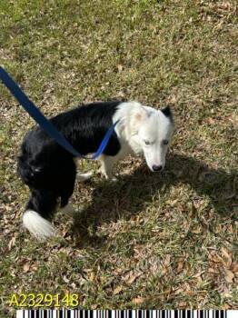 Mixed Breed Dogs Available for Adoption - HANK | PetCurious