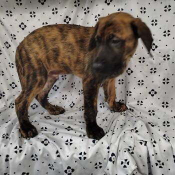 Agate -  German Shepherd Dog and Labrador Retriever Dog for Adoption in Coos Bay, Oregon - Agate | PetCurious