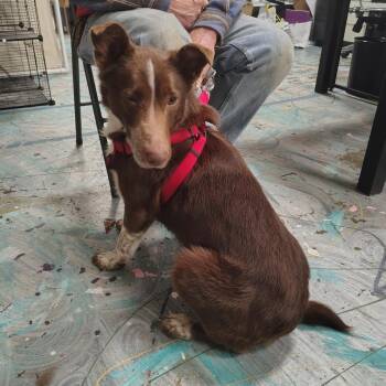 Brownie -  Cattle Dog Dog for Adoption in Coos Bay, Oregon - Brownie | PetCurious