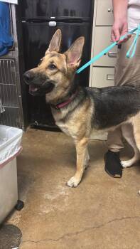 German Shepherd Dog Dogs Available for Adoption in New Braunfels, Texas - Tina | PetCurious