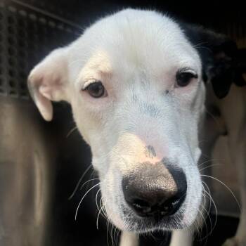Snoop -  Pit Bull Terrier and Mixed Breed Dog for Adoption in Birmingham, Alabama - Snoop | PetCurious