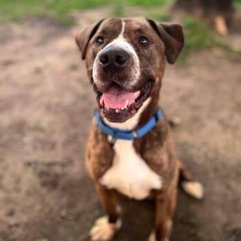 Labrador Retriever and Pit Bull Terrier Dogs Available for Adoption in Westland, Michigan - Buster | PetCurious