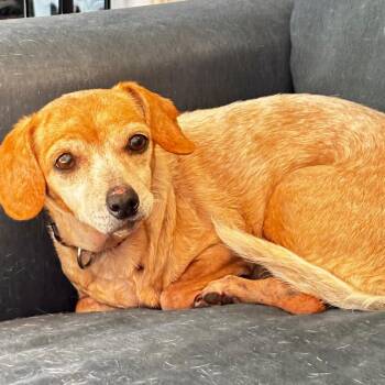 Cartier -  Mixed Breed Dog for Adoption in Columbia, Missouri - Cartier | PetCurious