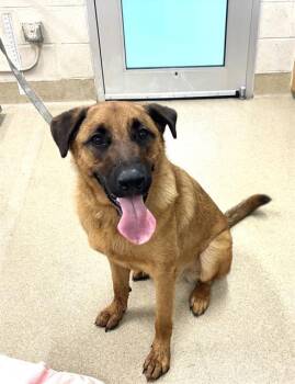 GUNNER -  German Shepherd Dog and Mixed Breed Dog for Adoption in Grand Prairie, Texas - GUNNER | PetCurious