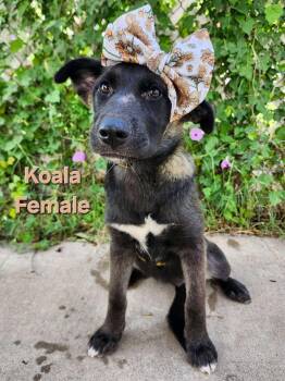 Koala the Shepherd Puppy -  German Shepherd Dog Dog for Adoption in Muskego, Wisconsin - Koala The Shepherd Puppy | PetCurious
