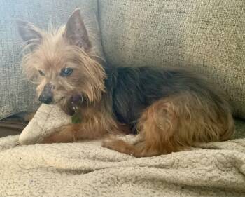 Yorkshire Terrier Dogs Available for Adoption - Simon - Sweet Old Man | PetCurious