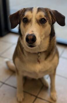 Molly Mae -  Mixed Breed Dog for Adoption in Fruit Heights, Utah - Molly Mae | PetCurious