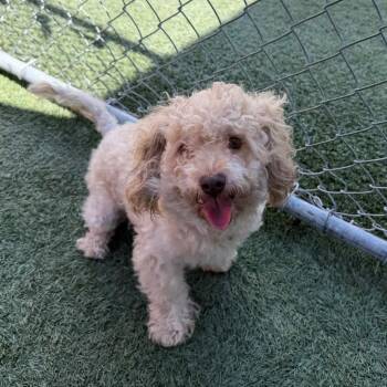 Salt -  Miniature Poodle and Mixed Breed Dog for Adoption in Long Beach, California - Salt | PetCurious