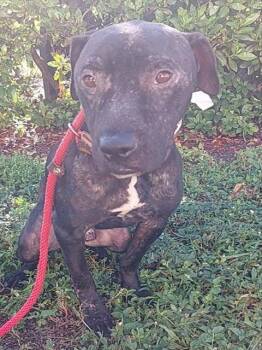 DALTON -  American Staffordshire Terrier Dog for Adoption in Fort Lauderdale, Florida - DALTON | PetCurious