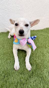 Rescue Chihuahua Dogs for Adoption in San Diego, California - CHANEL | PetCurious