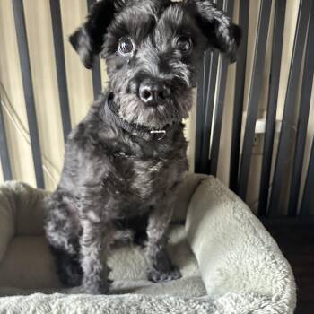 Schnauzer Dogs Available for Adoption - Cooper | PetCurious