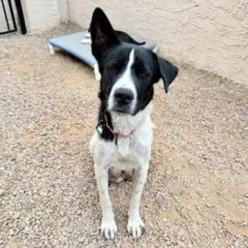 Cattle Dog Dogs Available for Adoption in Green Valley, Arizona - Flower | PetCurious