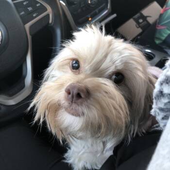 Raya -  Maltese and Mixed Breed Dog for Adoption in Las Vegas, Nevada - Raya | PetCurious
