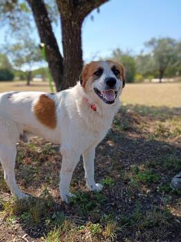 Rescue Saint Bernard and Great Pyrenees Dogs for Adoption in Magnolia, Texas - Goku | PetCurious