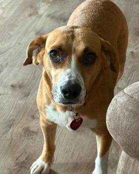 Cody - Fostered in Omaha -  Beagle Dog for Adoption in Overland Park, Kansas - Cody - Fostered In Omaha | PetCurious