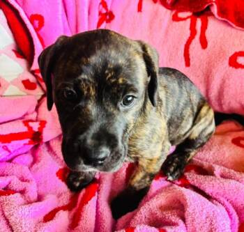 Terrier Dogs Available for Adoption - Clay | PetCurious