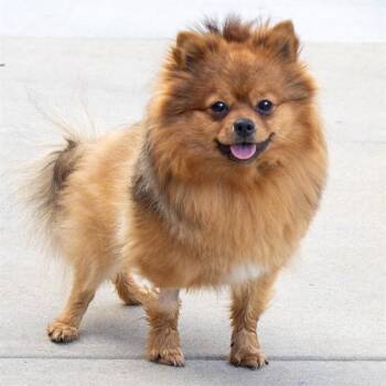 Pomeranian Dogs Available for Adoption in St. Louis, Missouri - CHARLES | PetCurious