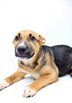 German Shepherd Dog and Mixed Breed Dogs Available for Adoption in Morton Grove, Illinois - Leela | PetCurious