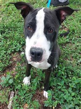 SUZUKI -  Pit Bull Terrier and Mixed Breed Dog Available for Adoption in Fort Lauderdale, Florida - SUZUKI | PetCurious