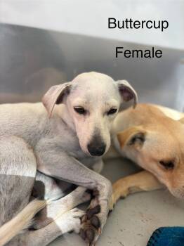 Rescue Italian Greyhound and Chihuahua Dogs for Adoption in Los Angeles, California - Buttercup | PetCurious