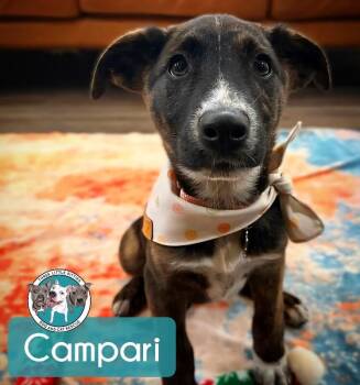 Labrador Retriever and Catahoula Leopard Dog Dogs Available for Adoption in Friendswood, Texas - Campari Tomato | PetCurious