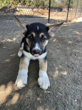 Rescue German Shepherd Dog and Husky Dogs for Adoption in Tracy, California - Toddy | PetCurious
