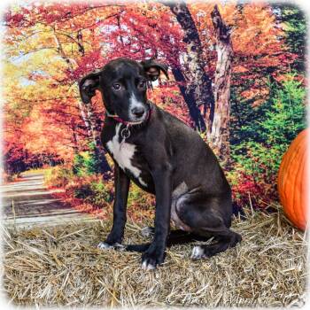 Rescue Labrador Retriever Dogs for Adoption in Wake Forest, North Carolina - Salith | PetCurious