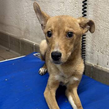Destini -  Shepherd Dog for Adoption in Birmingham, Alabama - Destini | PetCurious