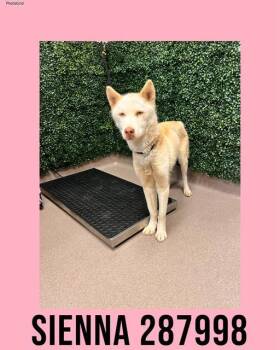 Siberian Husky Dogs Available for Adoption - SIENNA | PetCurious