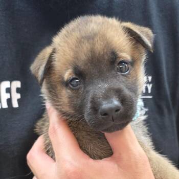Winter -  German Shepherd Dog and Mixed Breed Dog Available for Adoption in Buellton, California - Winter | PetCurious